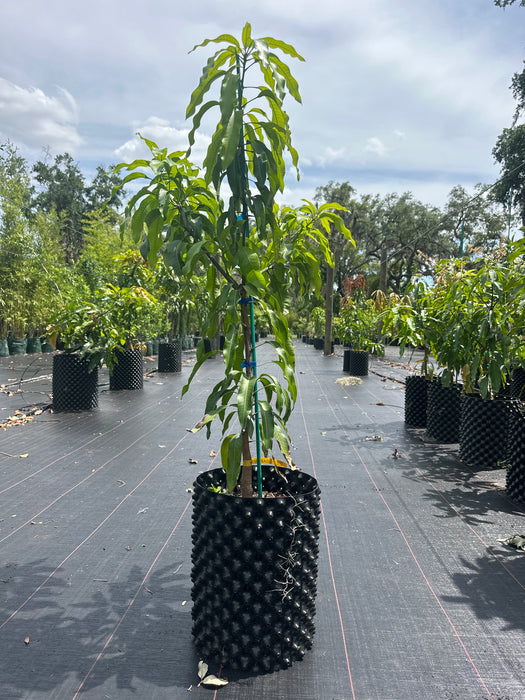 Mango-Edgar Tree