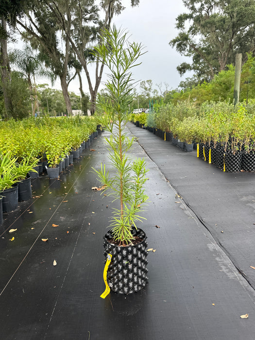 Podocarpus Maki