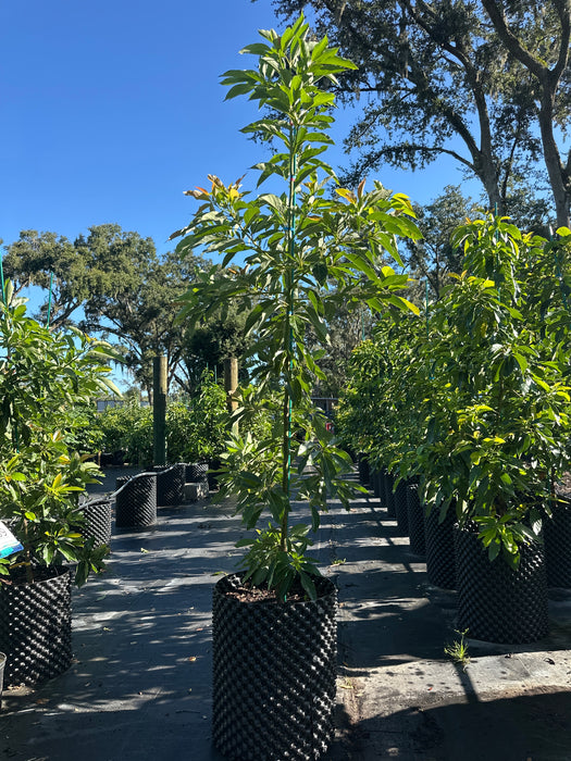 Avocado-Choquette Tree Type A