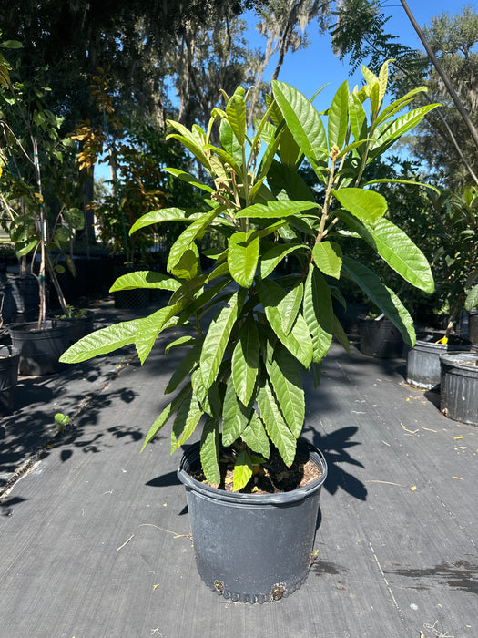 Loquat Golden Nugget Tree