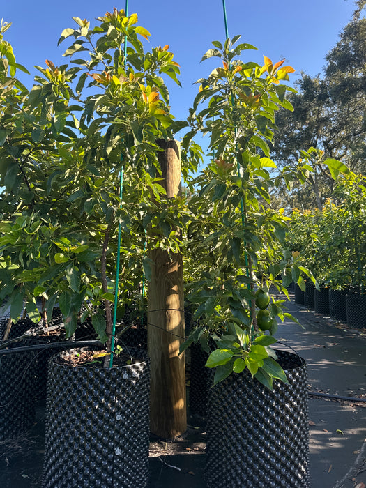 Monero Tree Avocado-Monroe Tree Type B — Jolly Green Nursery