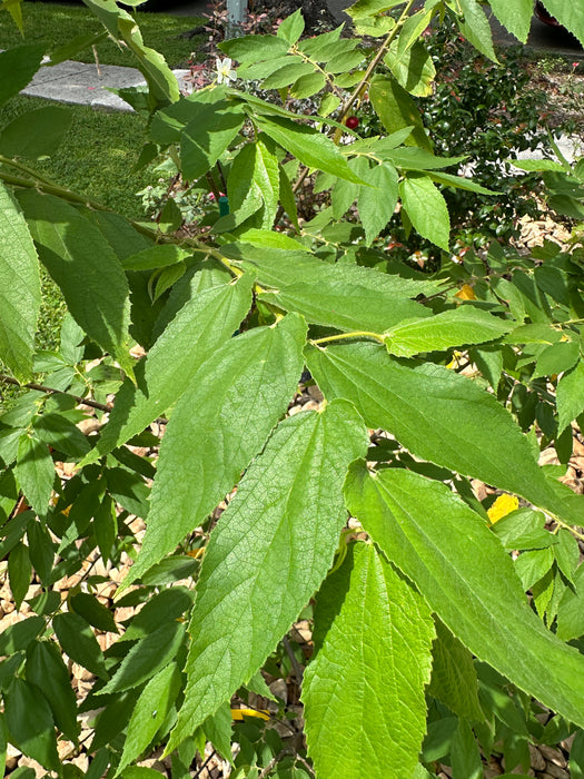 Strawberry Tree