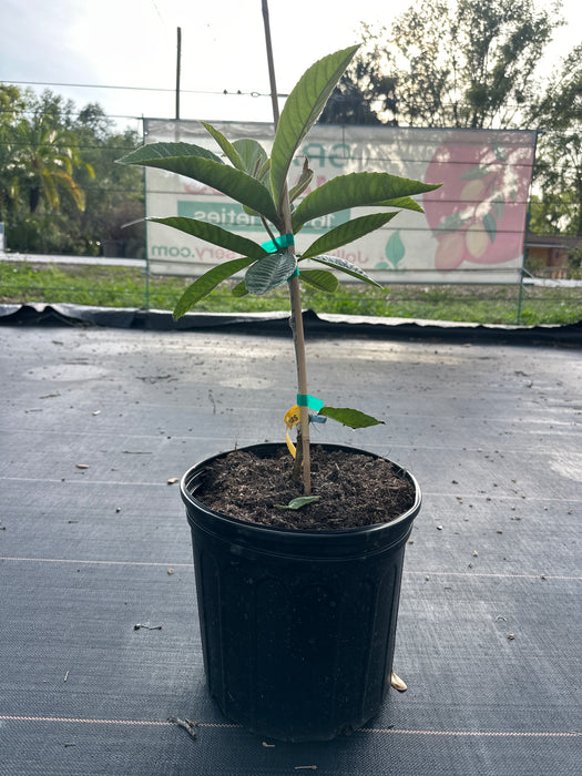 Loquat Christmas Tree