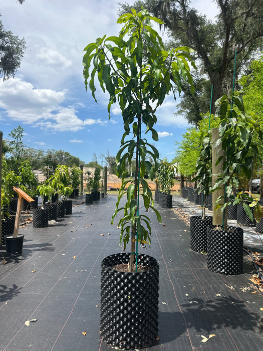 Mango-Edgar Tree