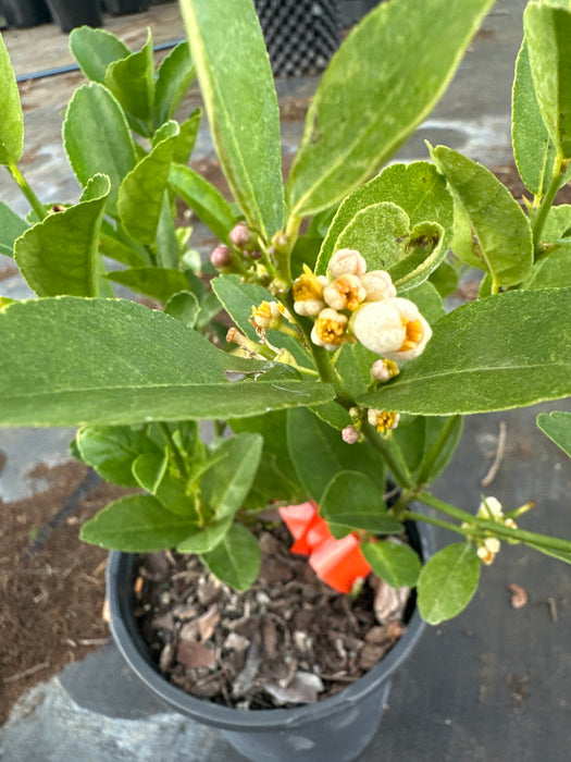 Lime - Key Lime Bush
