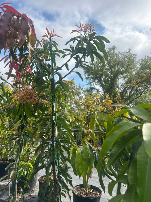 Mango-Glenn Tree by Zills