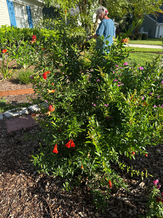 pomegranate house plant Pomegranate Dwarf Tree — Jolly Green Nursery