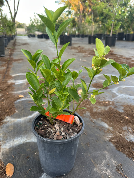 Lime - Key Lime Bush