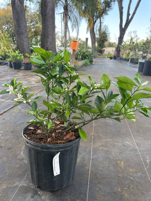 Orange - Red Navel Bush