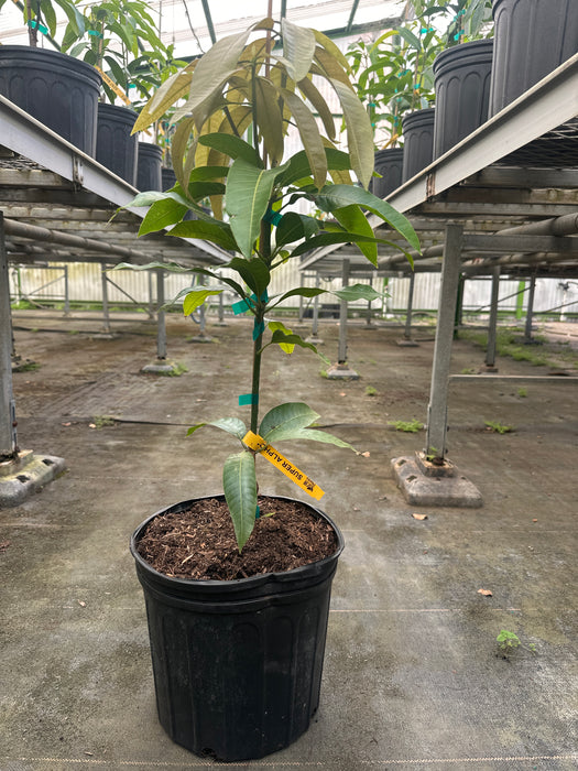 Mango-Super Alphonso Tree by Zills