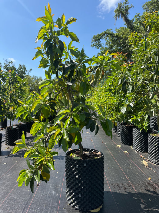 Avocado-Black Prince Tree Type A