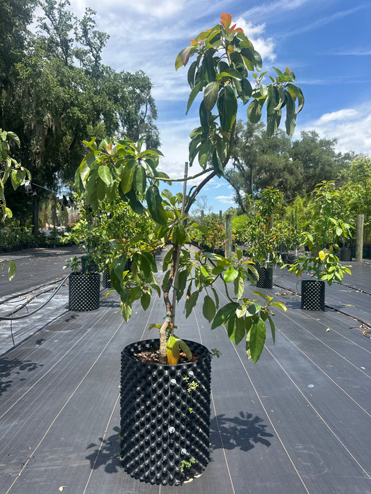 Avocado-Tonnage Tree Type B