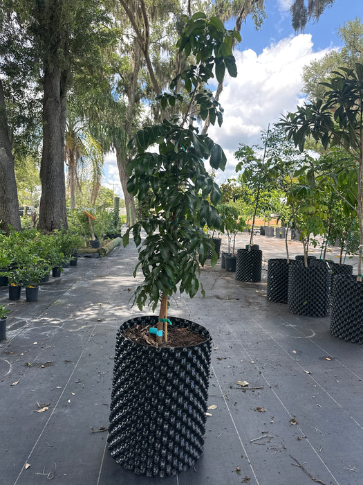 Longan Kohala Tree
