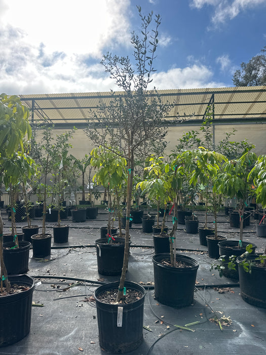 Olive - Arbequina Tree