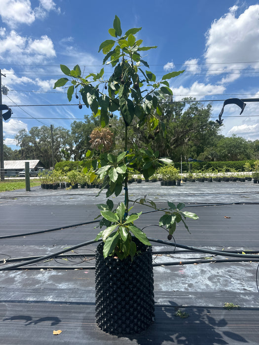 Avocado-Super Hass Tree (Haas) by Zills Type A