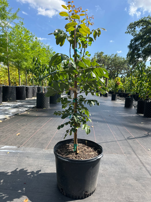 Longan Kohala Tree