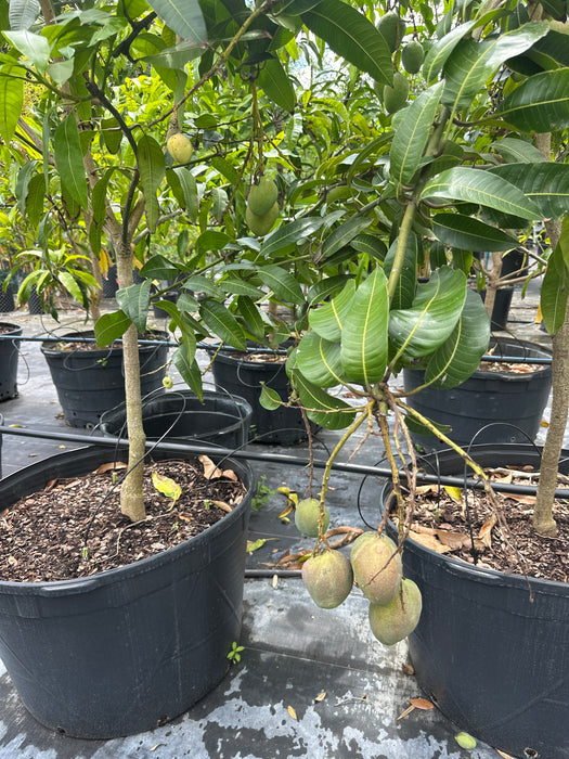 Mango-M-4 Tree by Zills