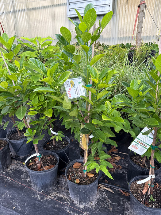 Jackfruit Jakfruit Tree