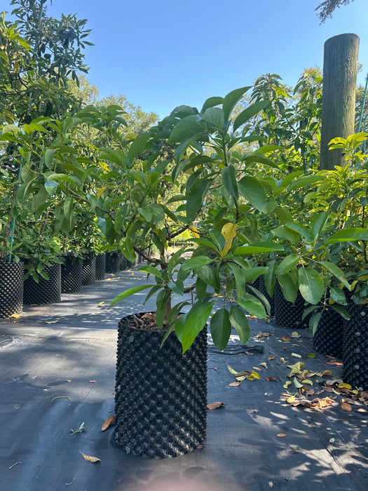 Avocado-Day Tree Type B