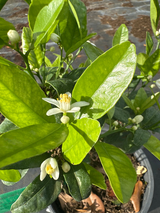 Tangerine - Honey Murcott Tree