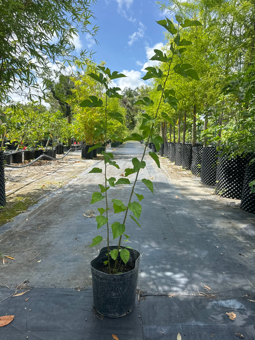 Mulberry-Everbearing Tree