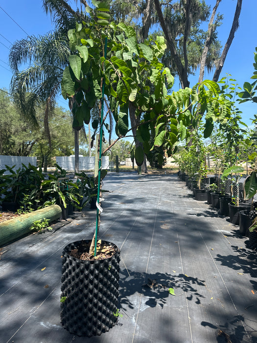 Longan Sri Chompoo Tree