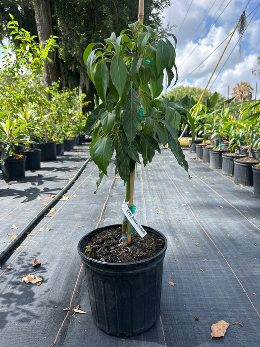 Avocado-Winter Mexican Tree by Zills Type B