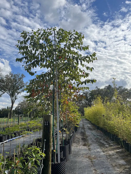 rainbow rubber tree Rainbow Eucalyptus — Jolly Green Nursery