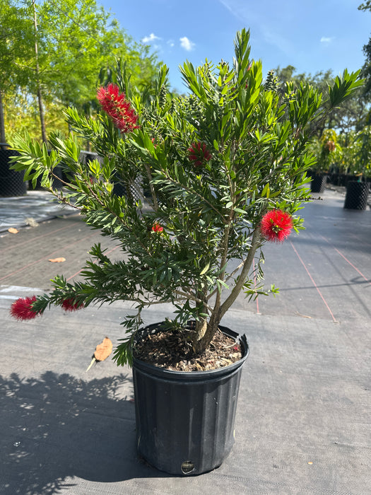 Bottlebrush MaCarthur (Callistemon)