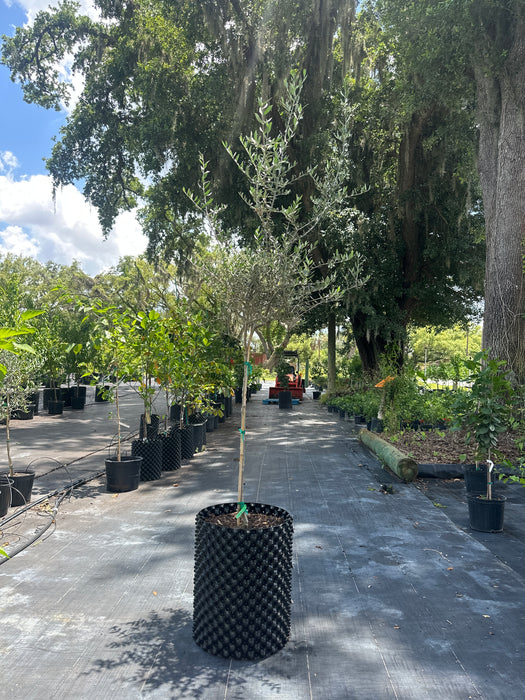 Olive - Arbequina Tree