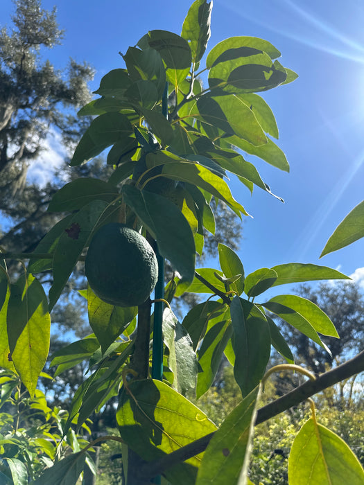 Avocado-Bacon Tree Type B