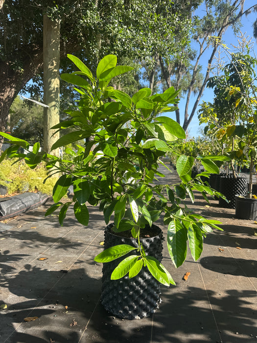 Black Sapote Matts Giant Tree