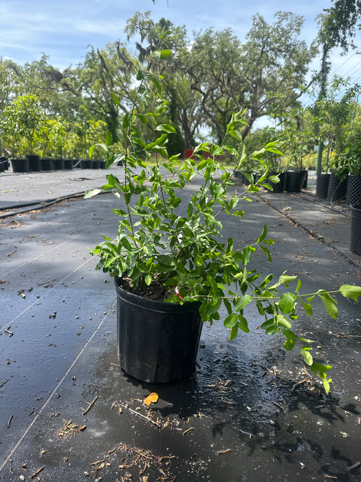 Cherry-Barbados Tree