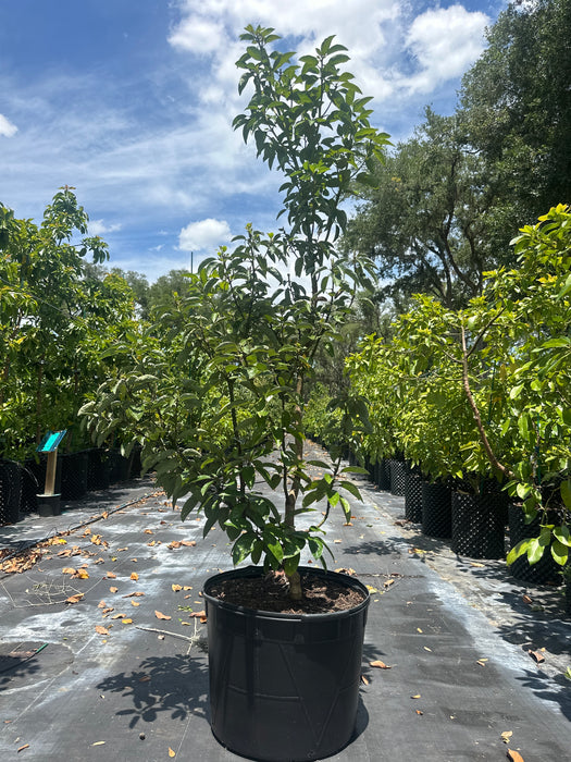 Avocado-Pancho Tree Type A