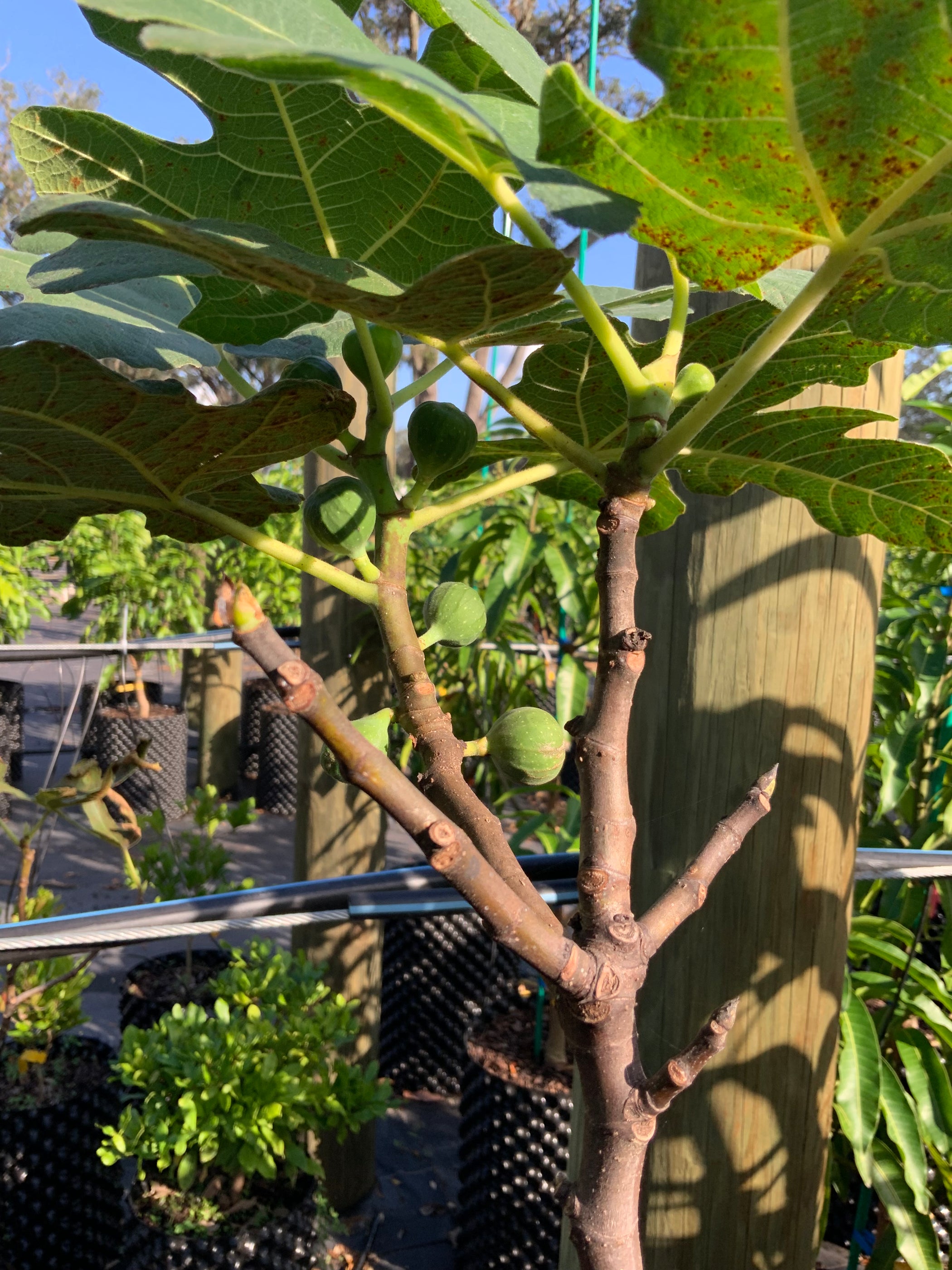 Fig Chicago Hardy Tree — Jolly Green Nursery