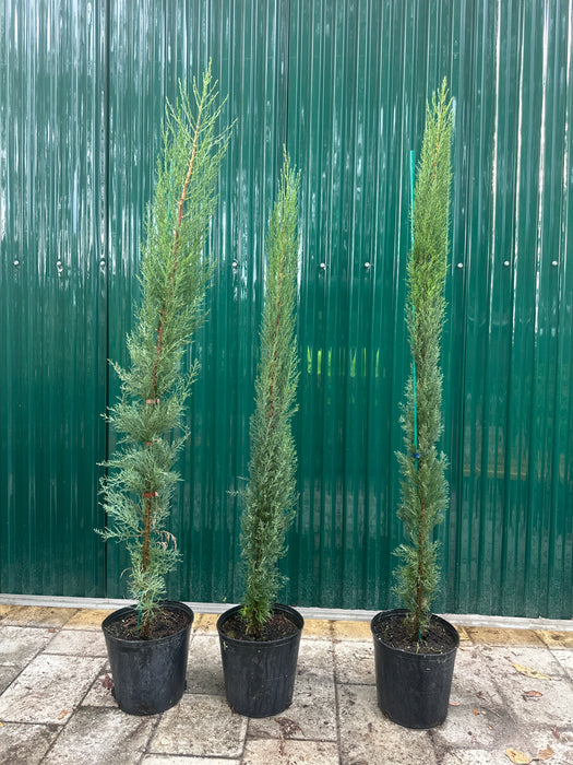 can italian cypress be planted in pots Italian Cypress — Jolly Green Nursery