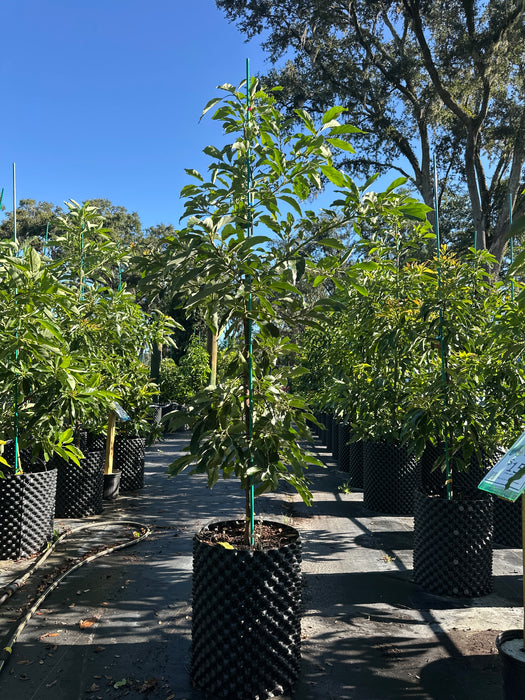 Avocado-Winter Mexican Tree by Zills Type B