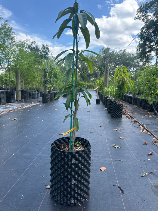 Mango-Cat Saigon Tree