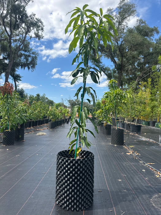 Mango-Haden Tree