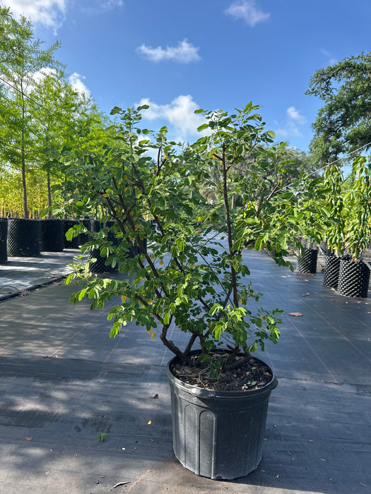 Cassia Tree Yellow