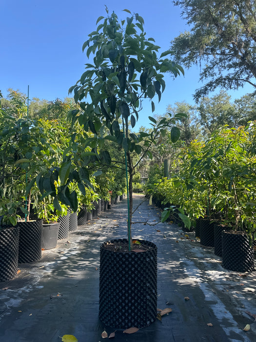 Avocado-Florida Hass Tree (Haas) Type A — Jolly Green Nursery
