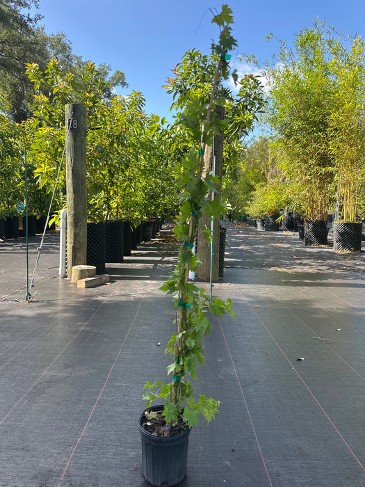 Grape Southern Home Muscadine Vine