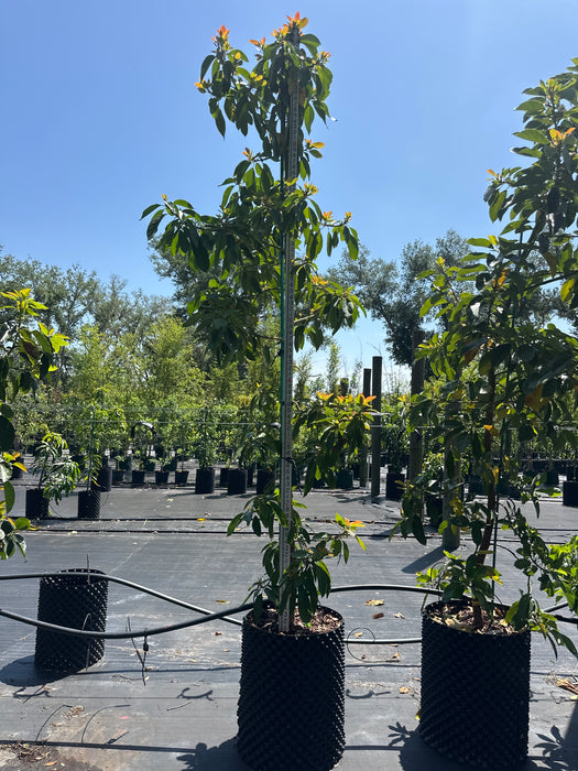 Avocado-Russell Tree Type A