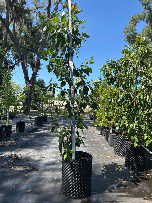 Avocado-Super Hass Tree (Haas) by Zills Type A