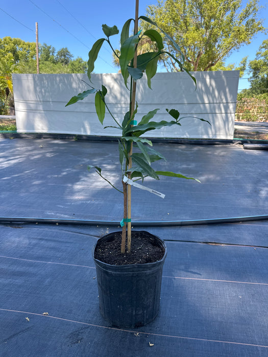 Achacha Tree