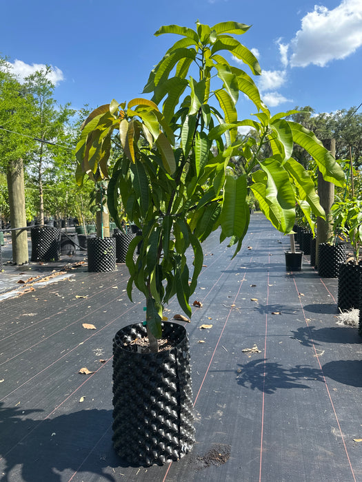 Mango-Ceci Love Tree