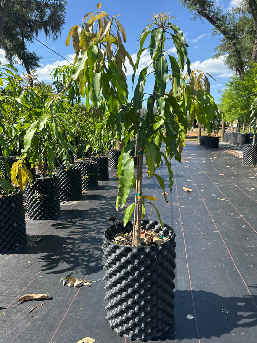 Mango-Falan Tree