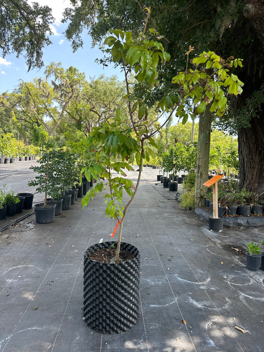 Longan Kohala Tree