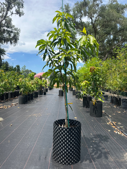 Mango-Glenn Tree by Zills