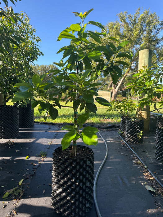 Avocado-Hall Tree Type B